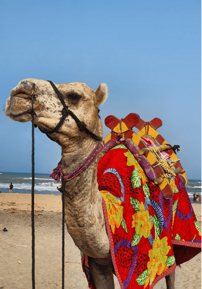 Desert Camel Safari in Jaisalmer (1)