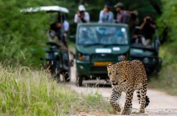 jaipur-jhalana-leopard