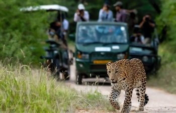 jaipur-jhalana-leopard